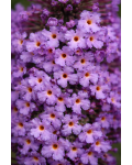 Buddleja Little Lila 